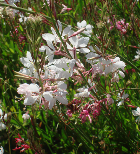 les gauras en rose et blanc