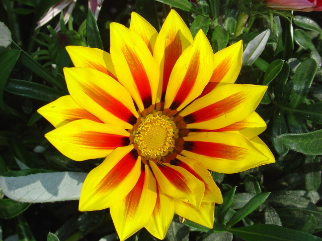 Plantes fleuries du sud et sécheresse