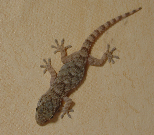 Vous connaissez le gecko?