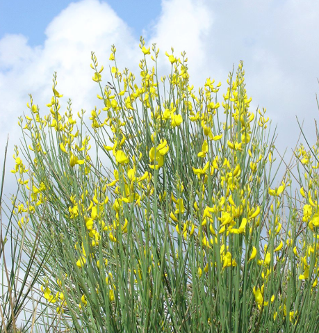 Des buissons de genêts
