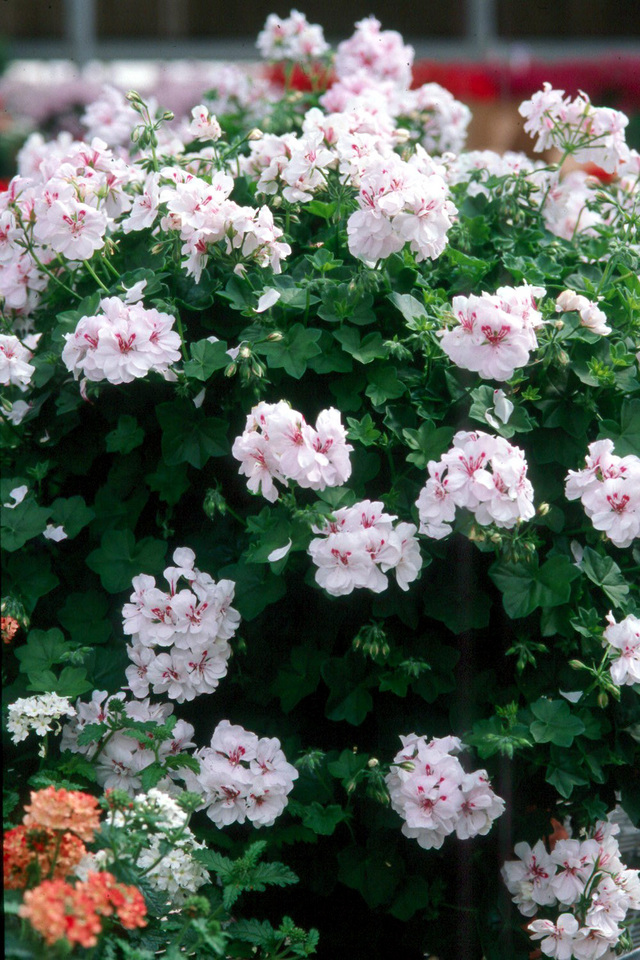 Reveillez les geraniums