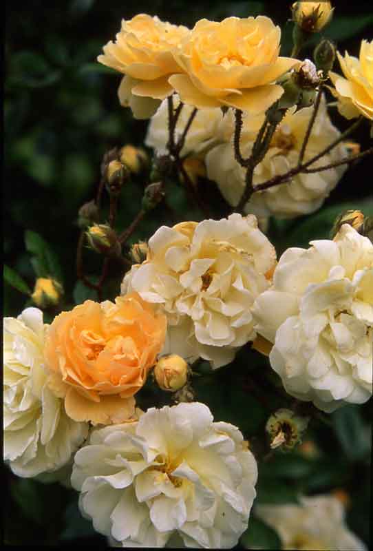 Rosiers toutes situations: à l’ombre des arbres
