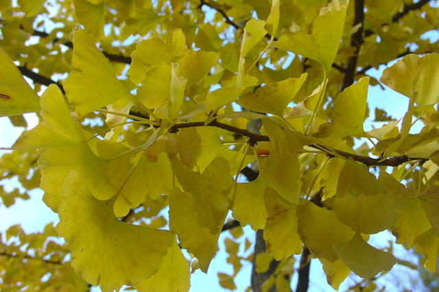 La richesse d’automne du ginkgo biloba