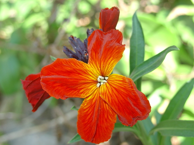 Les giroflées, parfum de notre enfance