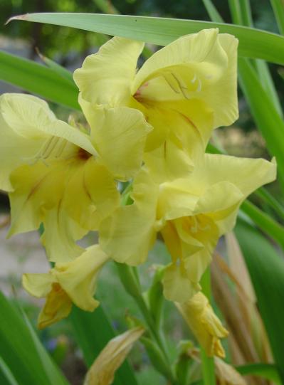 Des Glaïeuls pour faire de beaux bousquets