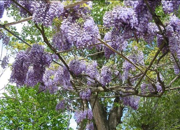Une glycine rebelle