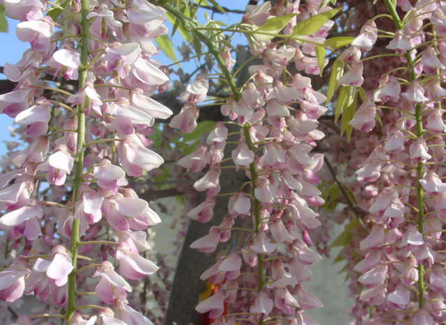 Quelle glycine pour votre jardin?