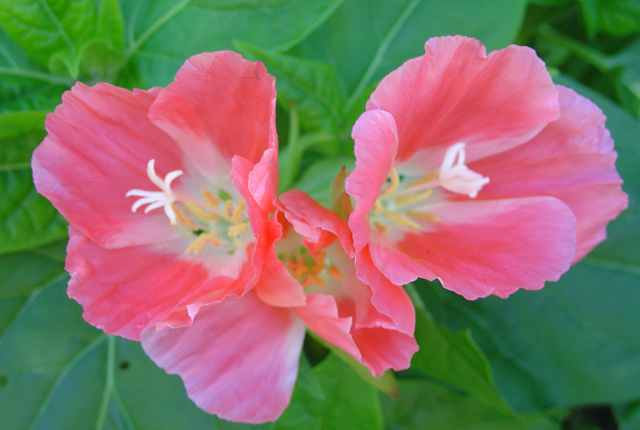 Le joli port buissonnant des godetias