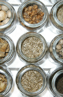 Un site d’échanges de graines et de plantes