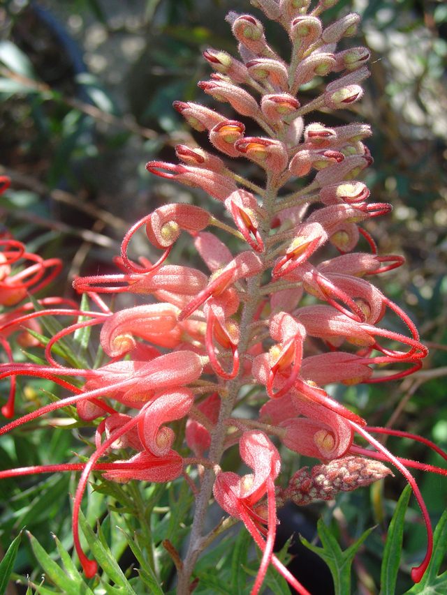 Grevilléa, belle plante australienne