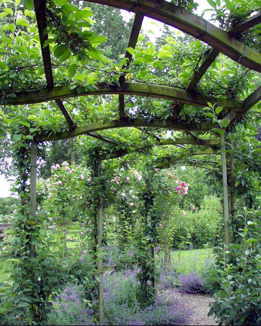 Les plantes grimpantes