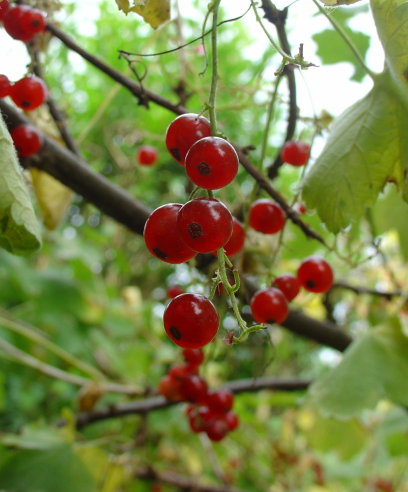 Des perles rouges à déguster