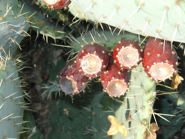 Le figuier de barbarie, une culture d’avenir.