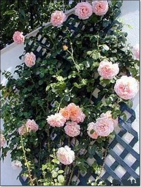 Rendez-vous au jardin