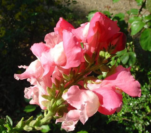 le muflier, gueule de loup ? gueule de lion ?