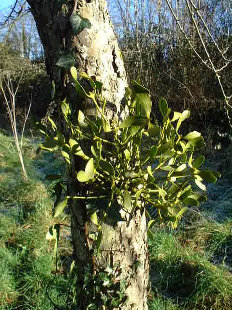 Le gui porte-bonheur