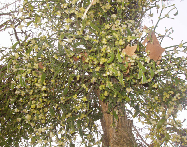 Le gui : tout un symbole pour cette nuit de la St Sylvestre!