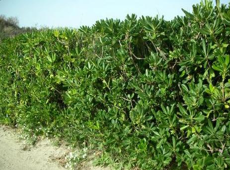 Clôturer son jardin