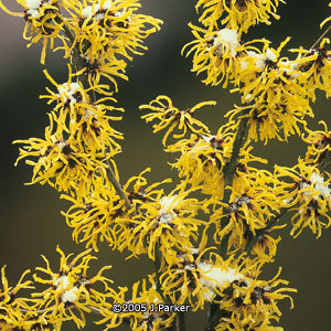 Une blonde échevelée, l’hamamélis