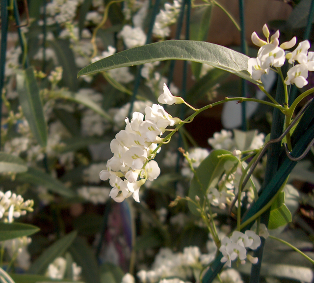 L’hardenbergia une belle plante du sud…