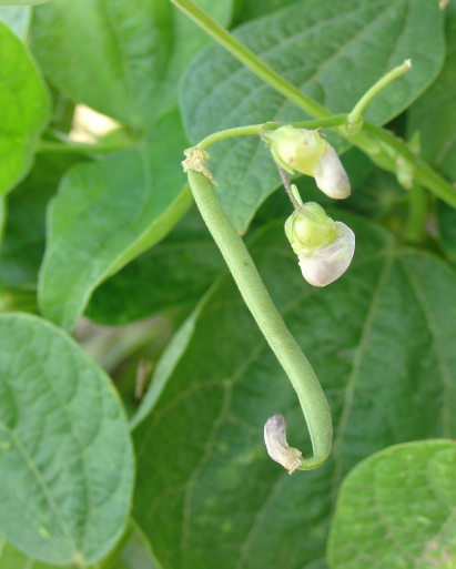 Quelques semis de haricots verts