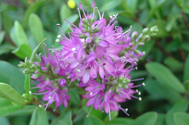 Véronique : un prénom pour une fleur