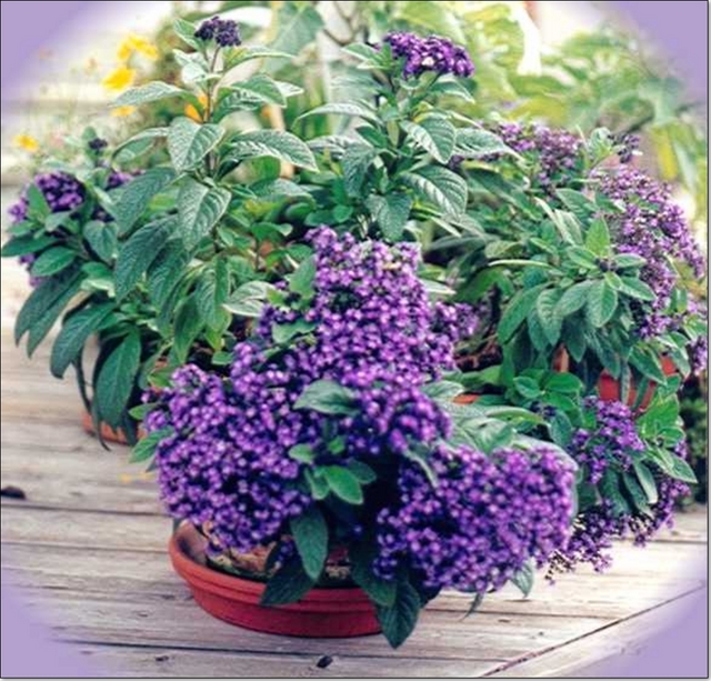 Les parfums s’imposent au jardin