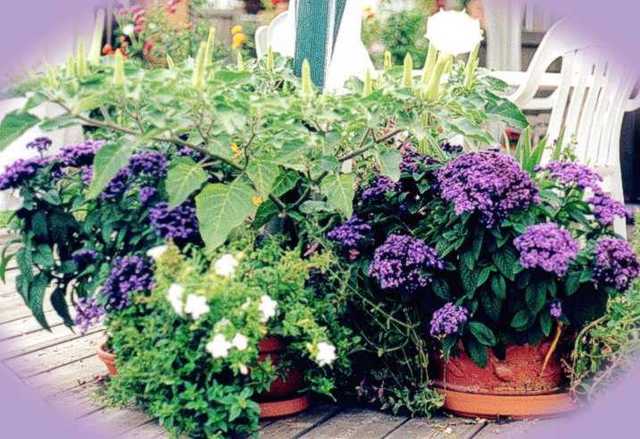 les maladies des plantes de balcon