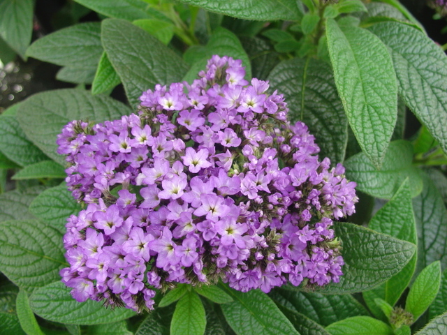 L’héliotrope au parfum entêtant