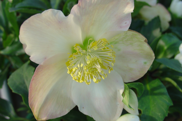 Des Héllébores pour fleurir votre hiver