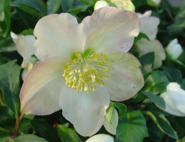 Vos hellebores ne vont pas bien?