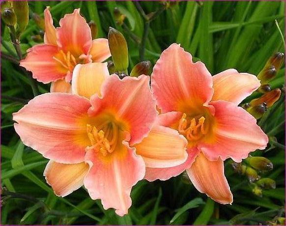 Divisez les hémérocalles