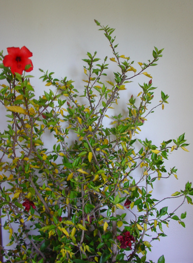 Chute des feuilles sur certaines plantes hivernées