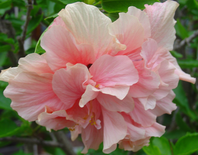 Les plantes fleuries de nos maisons