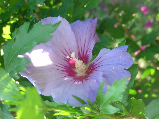 Couleur: du bleu au jardin