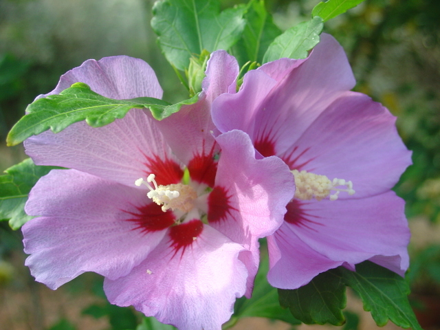 Un brin d’exotisme avec l’hibiscus syriacus