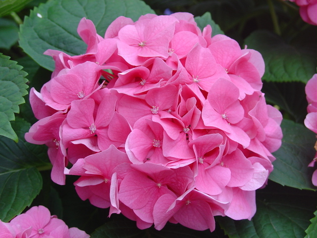 Quels soins pour les Hortensias?