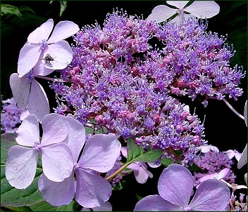 Les hydrangea: h.serrata