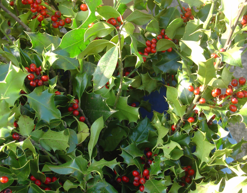 Le houx, symbole de Noël