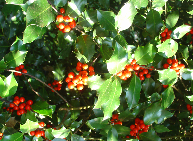 Cueillez des brassées de houx