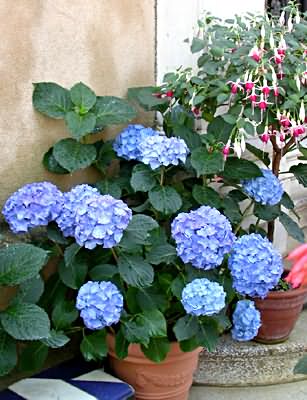 En avril, on bouture les hortensias