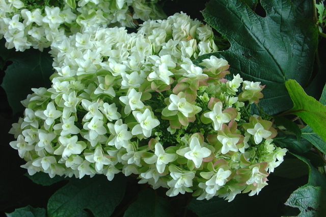Un hydrangea à panache
