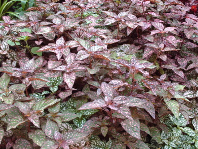 Le renouveau des hypoestes