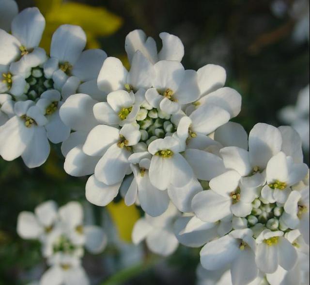 Les iberis sempervirens, des vivaces tapissantes peu délicates