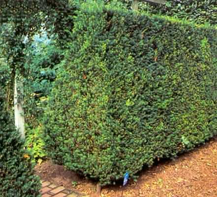 Les haies, respecter la loi…