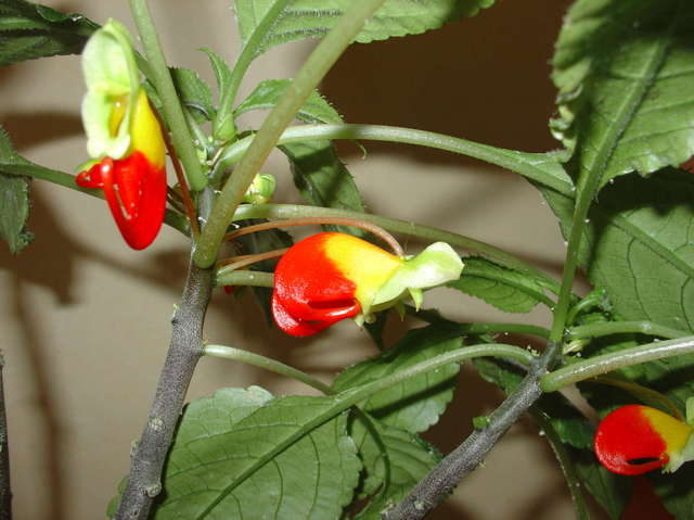 Une curiosité, l’impatiens niamniamensis