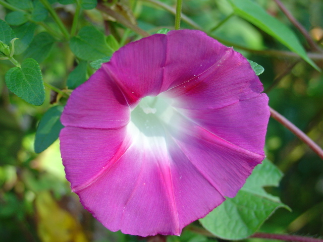 Les ipomées, une floraison enthousiamante !
