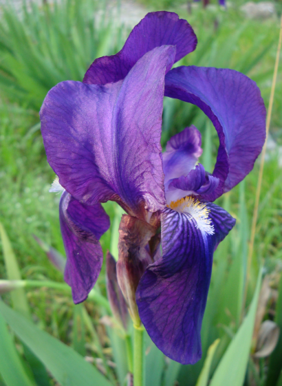 Début de floraison pour mes iris