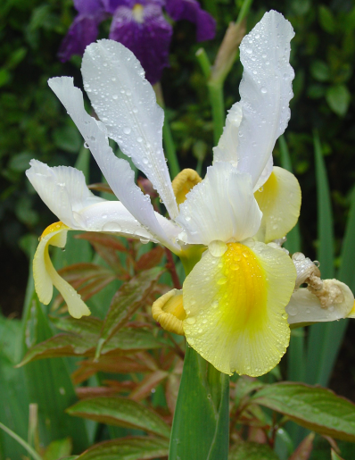 Les iris encore et toujours…