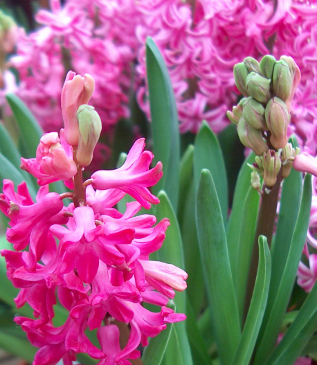 Le temps des jacinthes